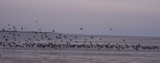 Vogelschwarm auf Spiekeroog